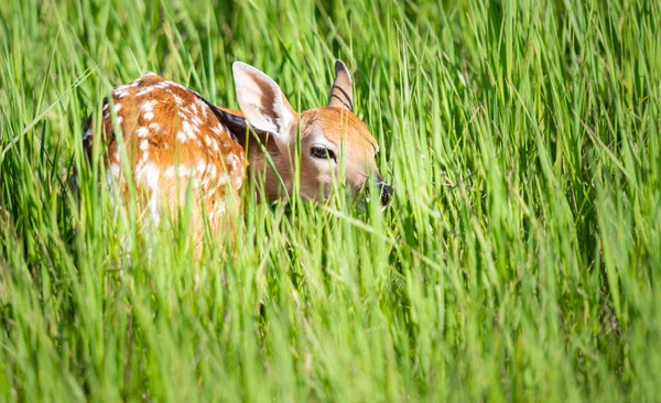 Deer Fawn Hiding Grass — Stock Photo, Image