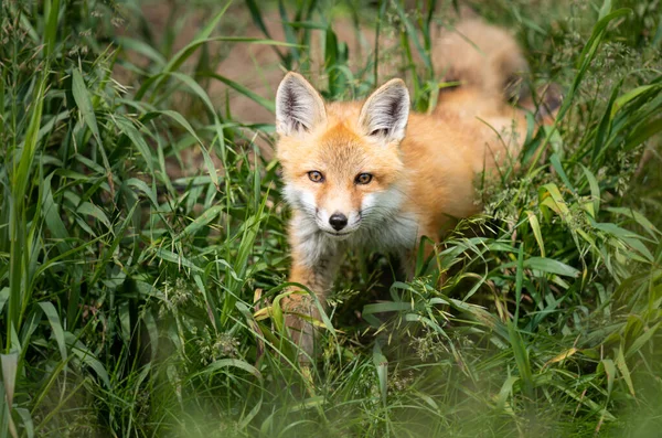 Red Fox Kit Wild — Stock Photo, Image