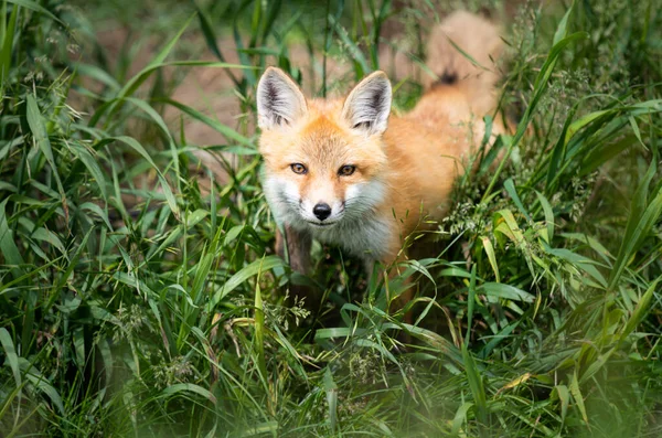 Rode Vos Kit Het Wild — Stockfoto