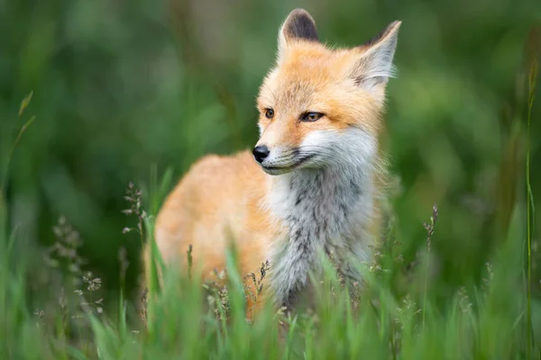 Rotfuchs Bausatz Freier Wildbahn — Stockfoto