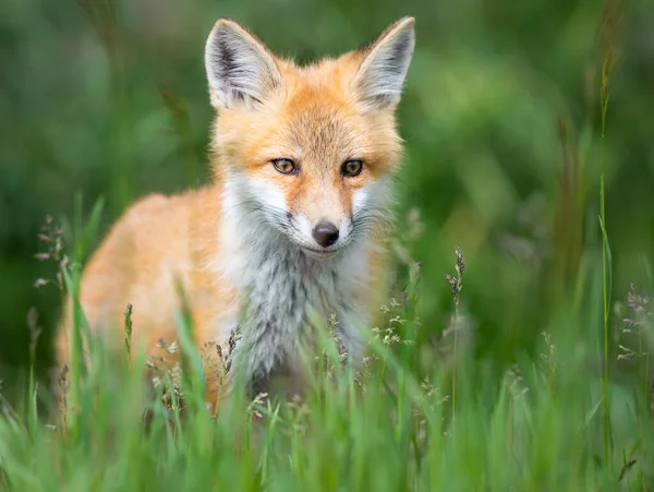 Rode Vos Kit Het Wild — Stockfoto