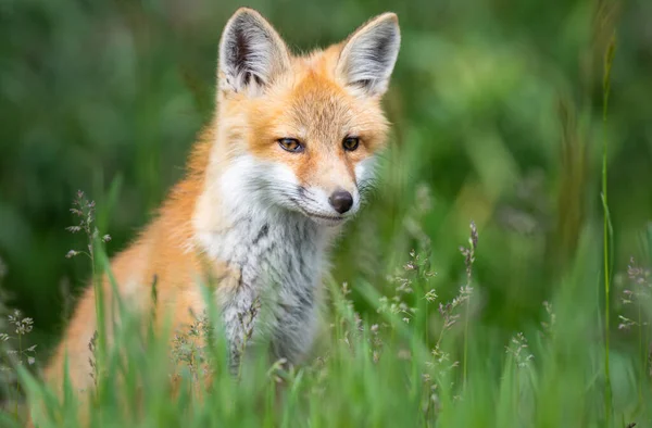 Zestaw Red Fox Środowisku Naturalnym — Zdjęcie stockowe