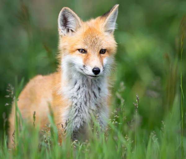 Zestaw Red Fox Środowisku Naturalnym — Zdjęcie stockowe