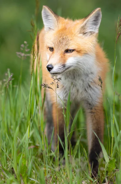 Rotfuchs Bausatz Freier Wildbahn — Stockfoto