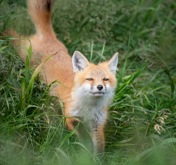 Rotfuchs Bausatz Freier Wildbahn — Stockfoto