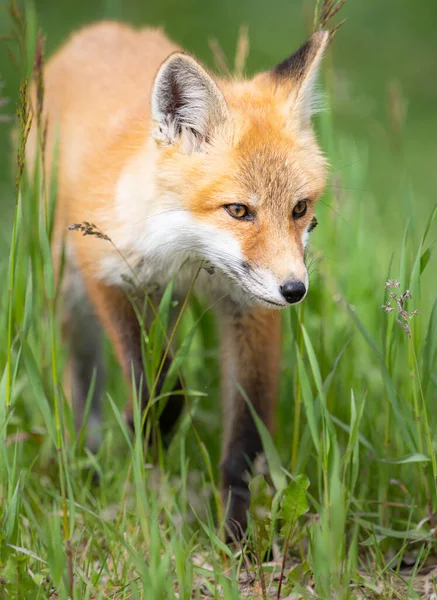 Zestaw Red Fox Środowisku Naturalnym — Zdjęcie stockowe