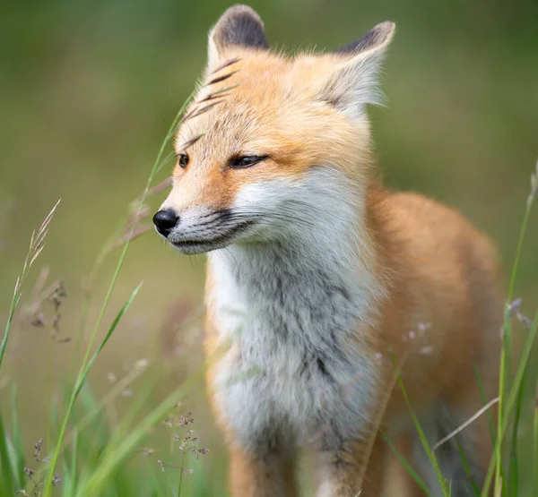 Rotfuchs Bausatz Freier Wildbahn — Stockfoto