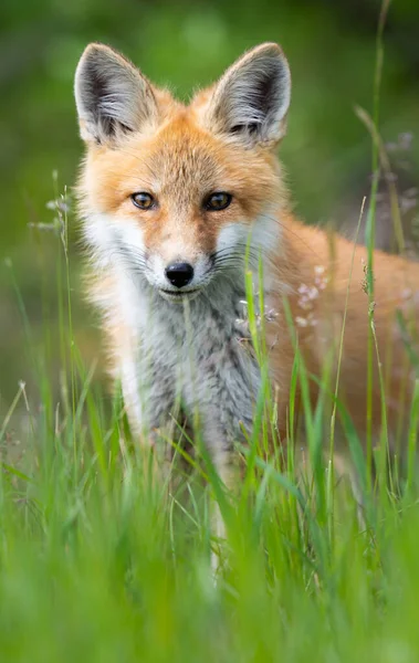 Zestaw Red Fox Środowisku Naturalnym — Zdjęcie stockowe