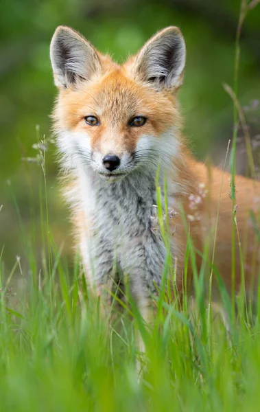 Vahşi doğada kızıl tilki çantası