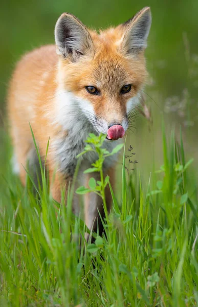 Red Fox Kit Alam Liar — Stok Foto