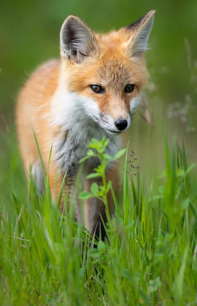 Röd Räv Naturen — Stockfoto