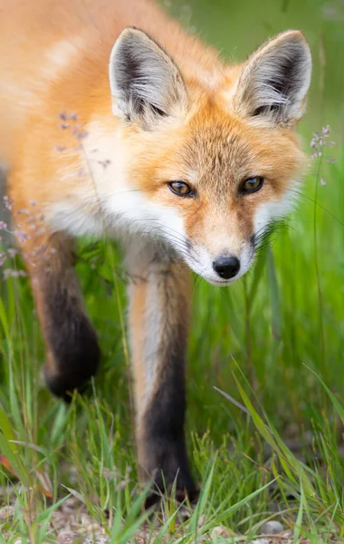 Rotfuchs Bausatz Freier Wildbahn — Stockfoto