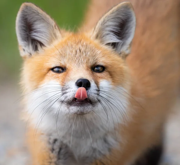 Red Fox Kit Wild — Stock Photo, Image