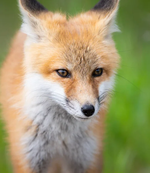 Rotfuchs Bausatz Freier Wildbahn — Stockfoto