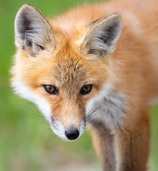 Zestaw Red Fox Środowisku Naturalnym — Zdjęcie stockowe