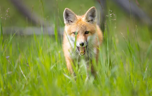 Red Fox Kit Wild — Stock Photo, Image