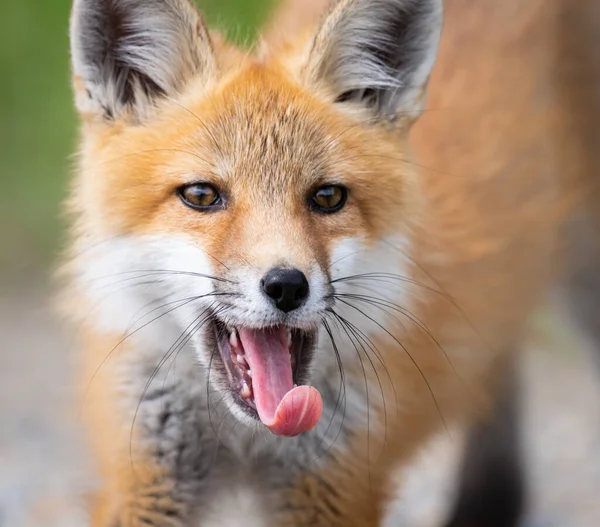 Zestaw Red Fox Środowisku Naturalnym — Zdjęcie stockowe