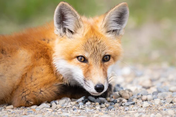 Red Fox Kit Wild — Stock Photo, Image