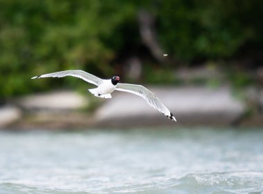 Calgary şehir merkezindeki Franklin martı.