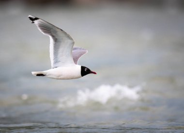 Calgary şehir merkezindeki Franklin martı.