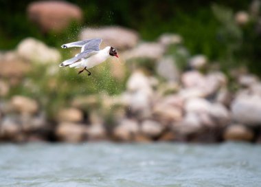 Calgary şehir merkezindeki Franklin martı.
