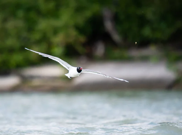 Franklin Gull Downtown Calgary — Stock Photo, Image