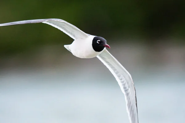 Gaviota Franklin Centro Calgary — Foto de Stock