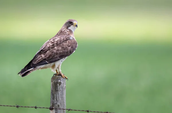 Hawk Naturen - Stock-foto