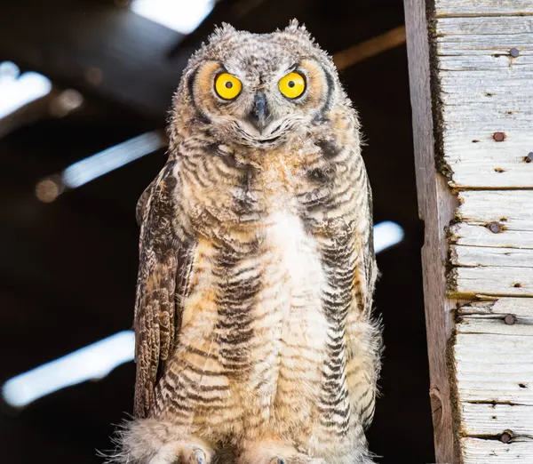 Great Horned Owlet Wild — Stock Photo, Image