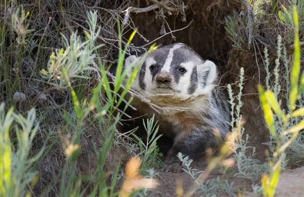 Badger Padang Rumput Kanada — Stok Foto