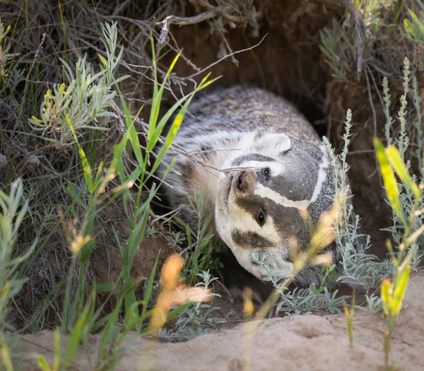 Blaireau Dans Les Prairies Canadiennes — Photo