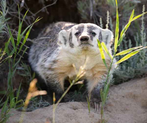 Badger Padang Rumput Kanada — Stok Foto