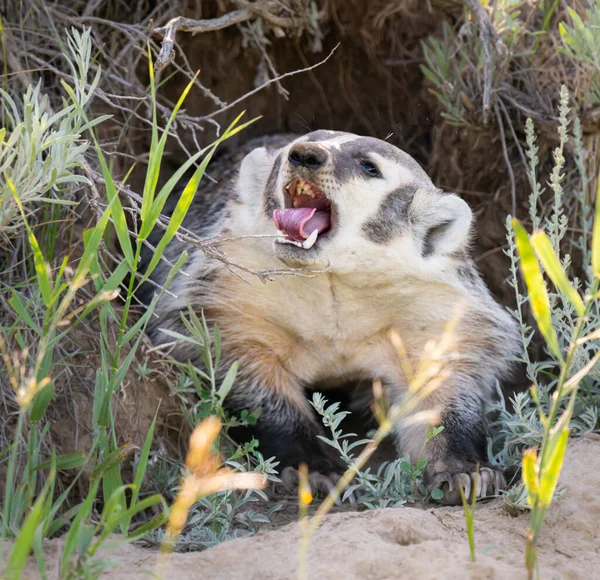 Badger Canadian Prairies — Stock Photo, Image