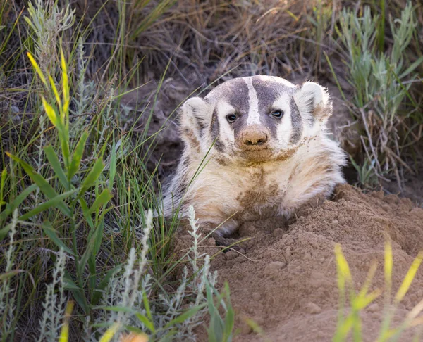 Badger Padang Rumput Kanada — Stok Foto