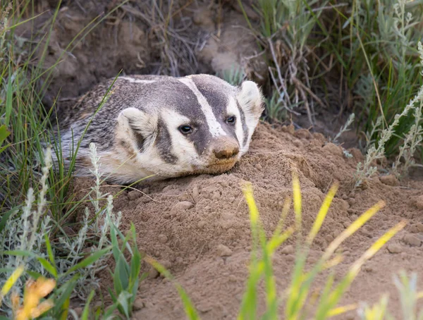 Badger Padang Gurun Kanada — Stok Foto