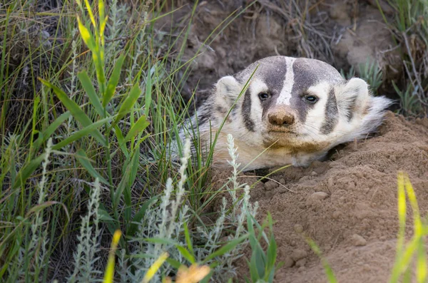 Badger Padang Gurun Kanada — Stok Foto