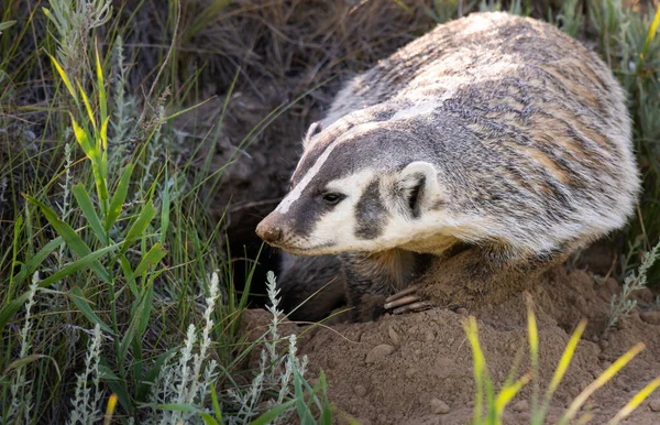 Blaireau Dans Nature Sauvage Canadienne — Photo