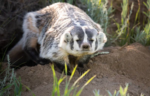 Badger Padang Gurun Kanada — Stok Foto