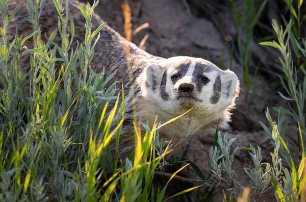 Badger Padang Gurun Kanada — Stok Foto