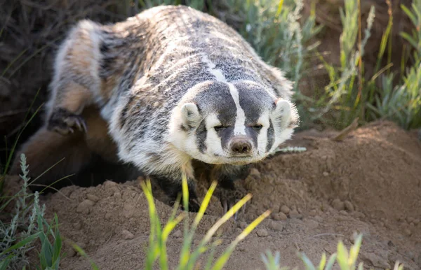 Badger Padang Gurun Kanada — Stok Foto