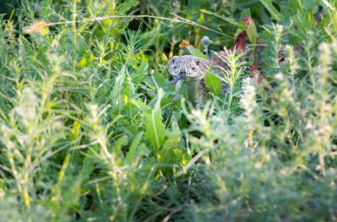 Kanada 'nın vahşi doğasında porsuk