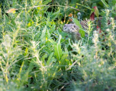 Kanada 'nın vahşi doğasında porsuk