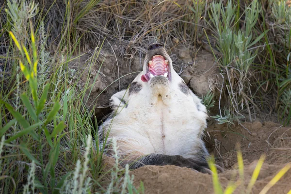 Badger Padang Gurun Kanada — Stok Foto