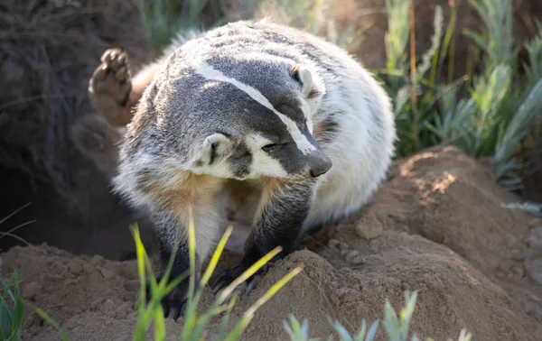 Badger Padang Gurun Kanada — Stok Foto