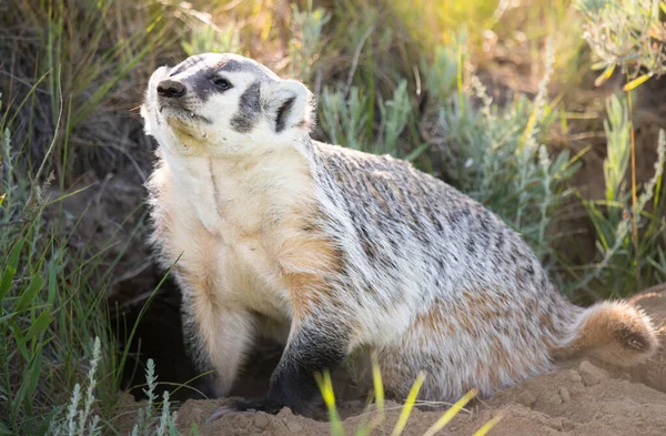 Badger Padang Gurun Kanada — Stok Foto