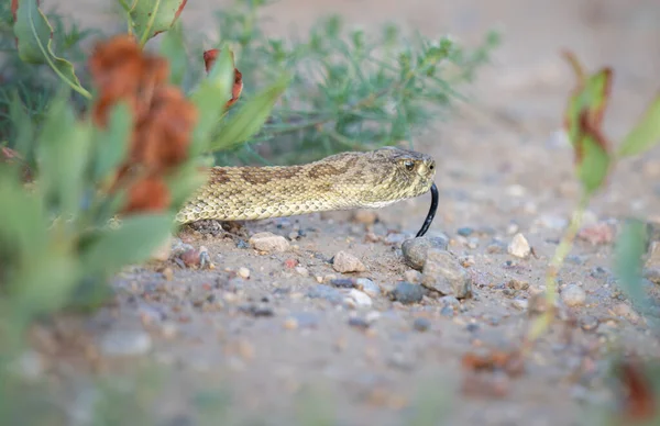 Badger Canadian Wilderness — Stock Photo, Image