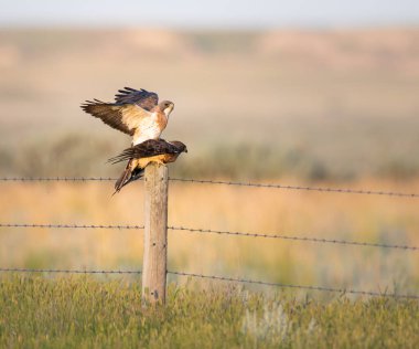 Kanada bozkırlarındaki Şahin