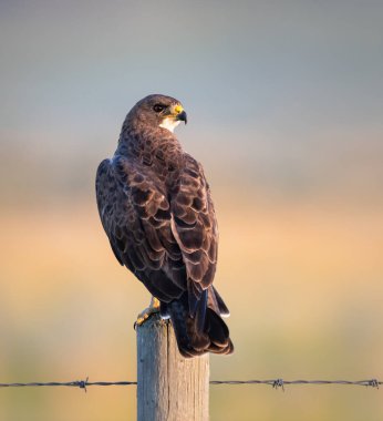 Kanada bozkırlarındaki Şahin