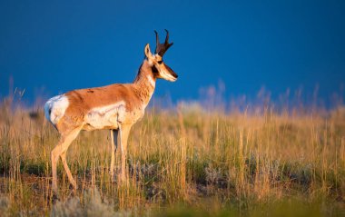 Kanada 'nın vahşi doğasında boynuzlu at