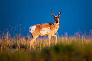 Kanada 'nın vahşi doğasında boynuzlu at